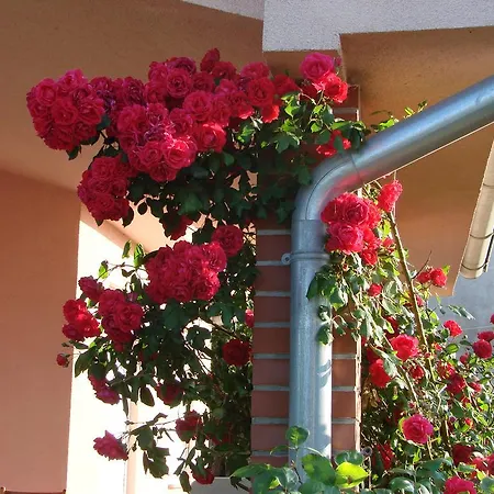 Rose Garden