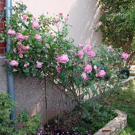 Rose Garden *